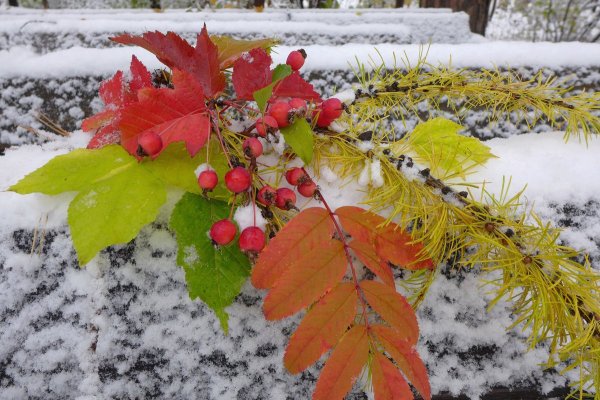 С осенним днем ноября