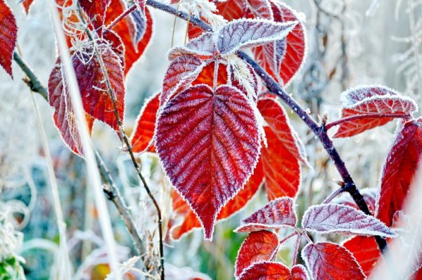 Доброго ноябрьского дня