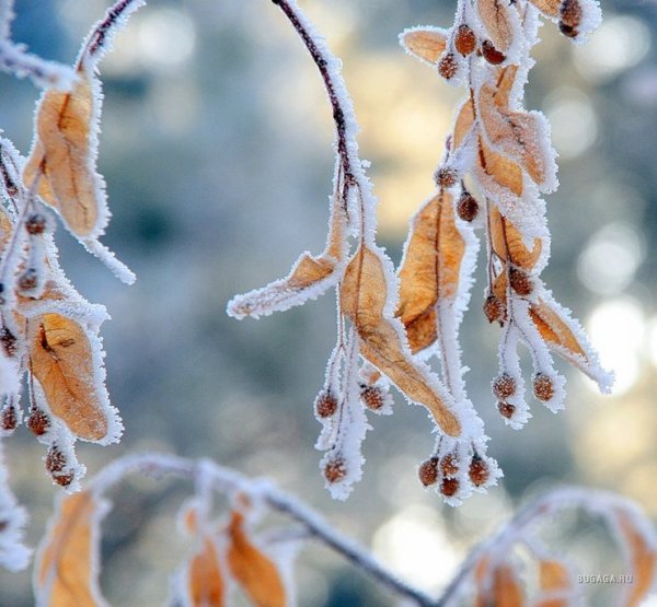 Ветка липы зимой