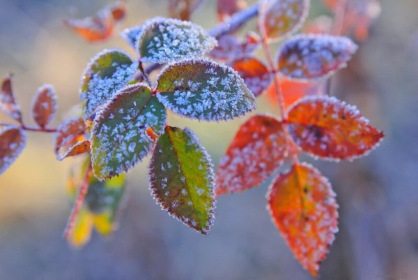 Доброе утро поздняя осень заморозки