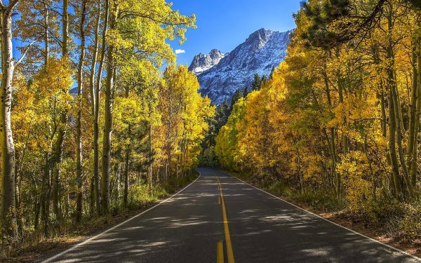 Осенняя дорога в лесу