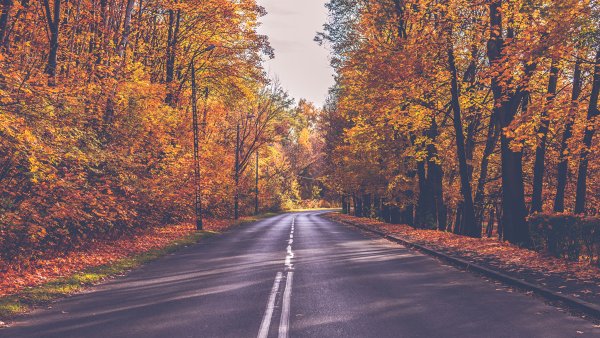 Осень дорога деревья