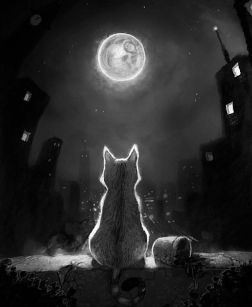 Кошка ночью