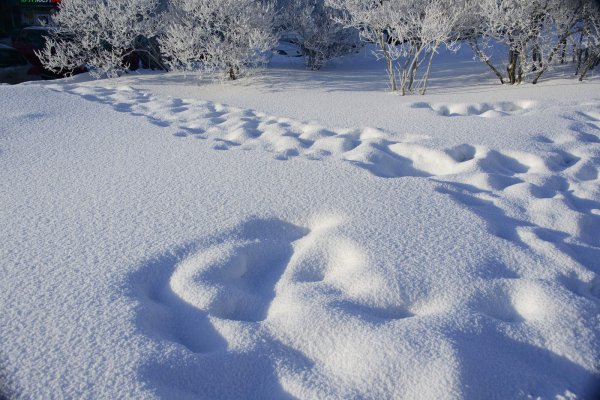 Снег иллюстрация