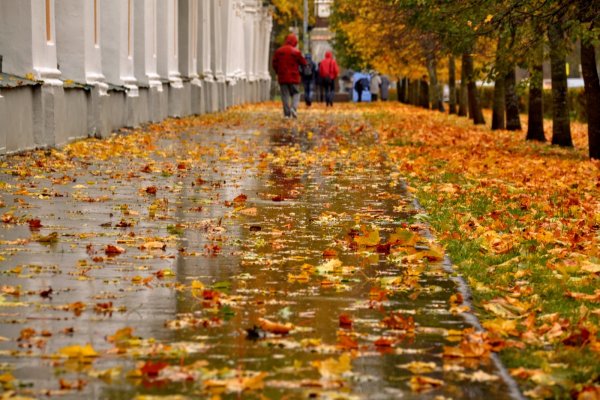 Осенний дождь в городе