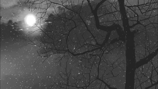 «Ночь в лесу»