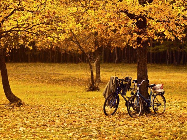 Осенняя прогулка