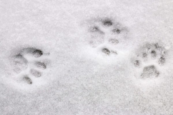 Следы енотовидной собаки на снегу