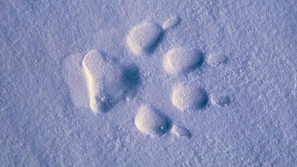 Следы собаки на снегу