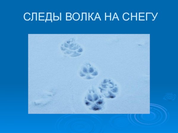 Следы волка на снегу