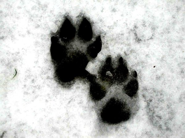 След енотовидной собаки на земле