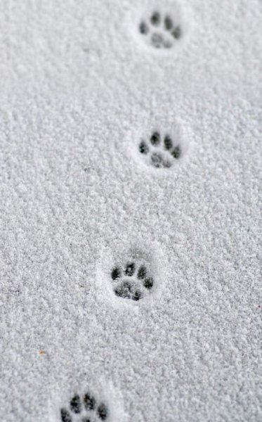 Кошачьи следы на снегу