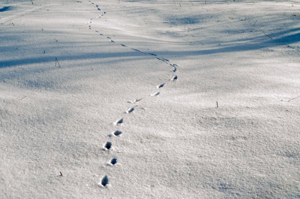 Следы волка на снегу