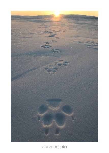 Следы волка на снегу