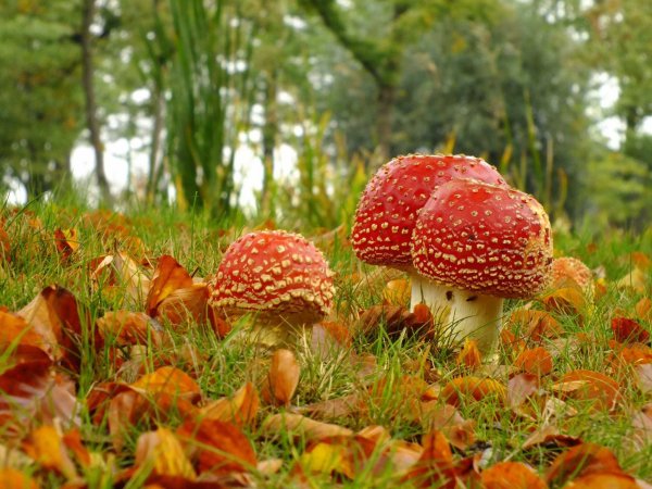 Грибы осенью