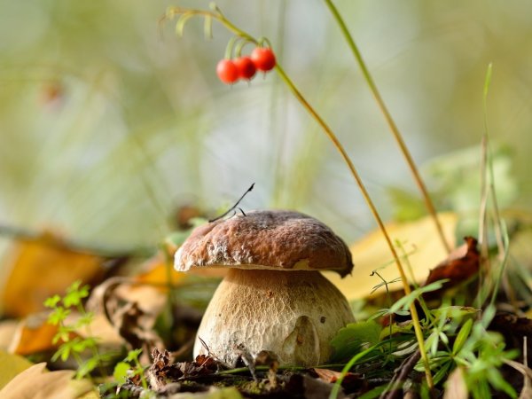Грибы картинки
