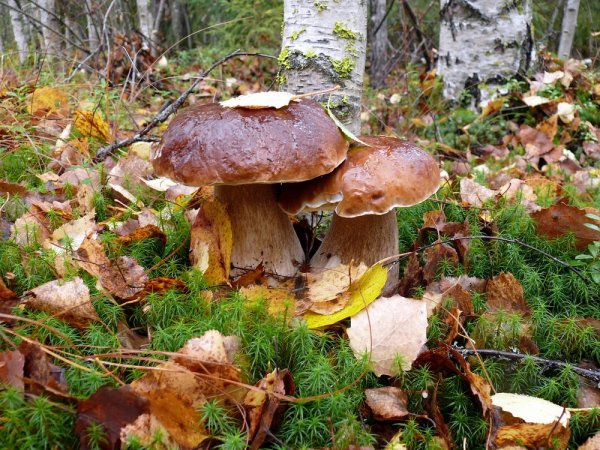 Осенний грибной лес