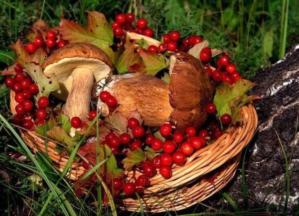 Осенние дары природы