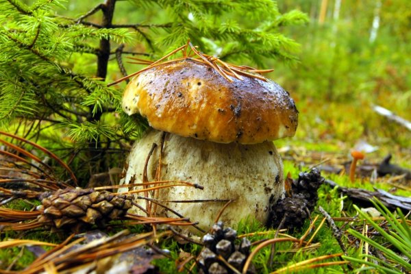 Грибы в лесу