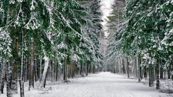 Хвойный лес в снегу