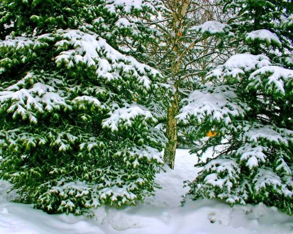 Зимний лес зеленые елки