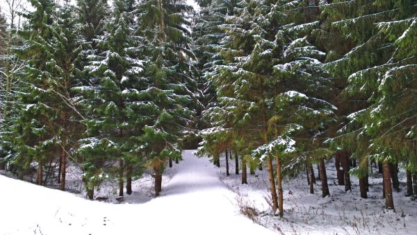 Хвойные деревья зимой