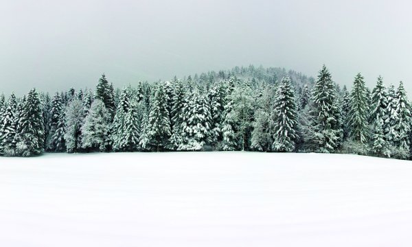 Панорама зимнего леса