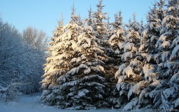 Елка в лесу