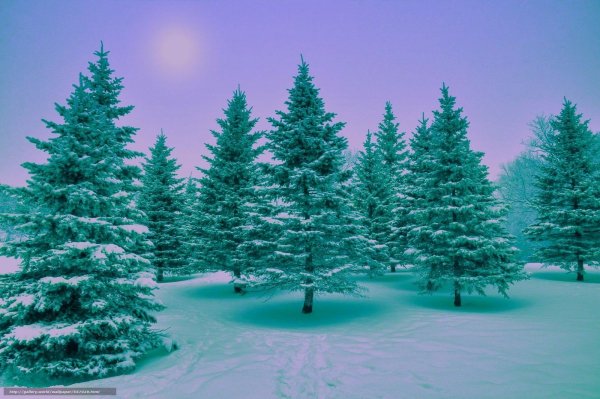 Елка в лесу