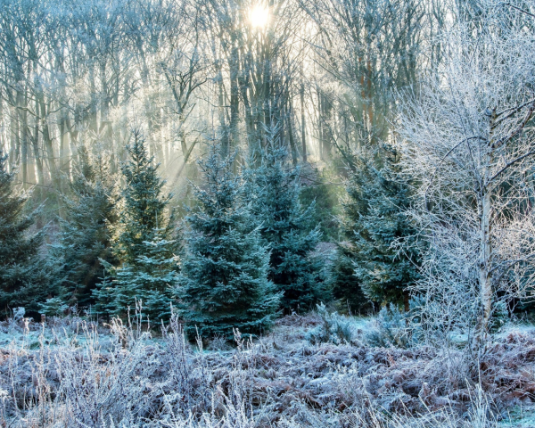 Морозный лес