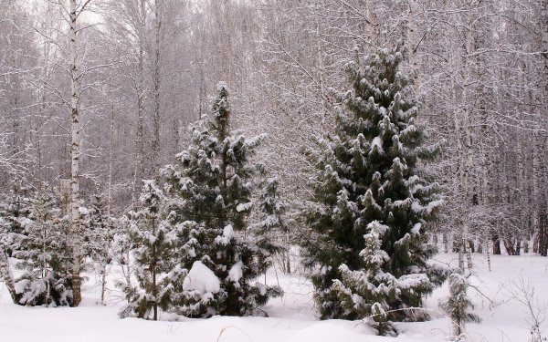 Елка Лесная в лесу