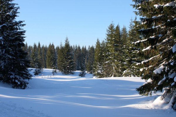 Лес Сибири зимой