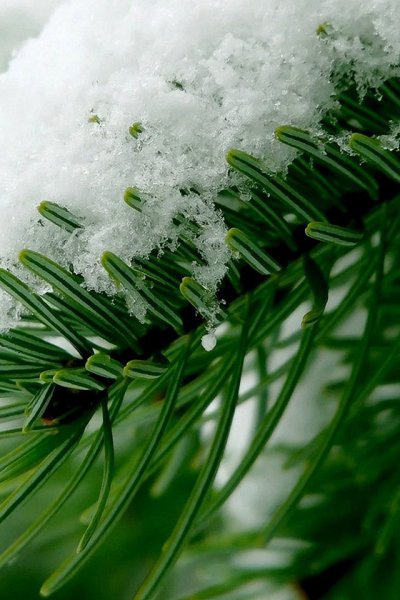 Зимняя хвоя