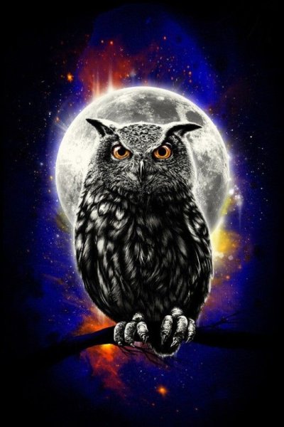 Сова на фоне Луны