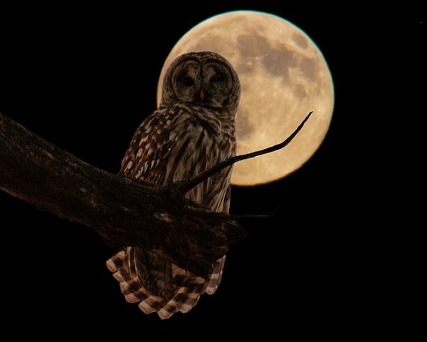 Сова в лунном свете