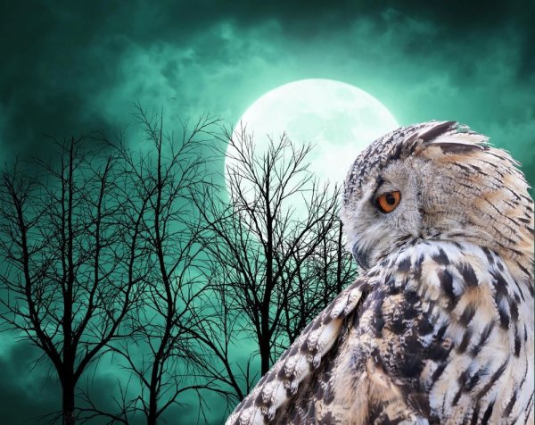 Филин на фоне Луны