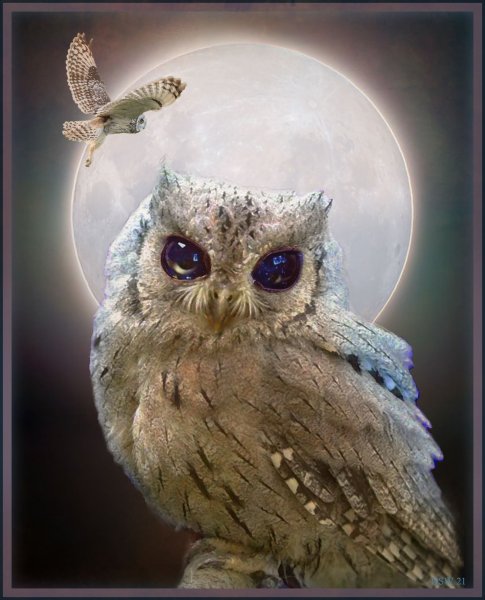 Сова и Луна