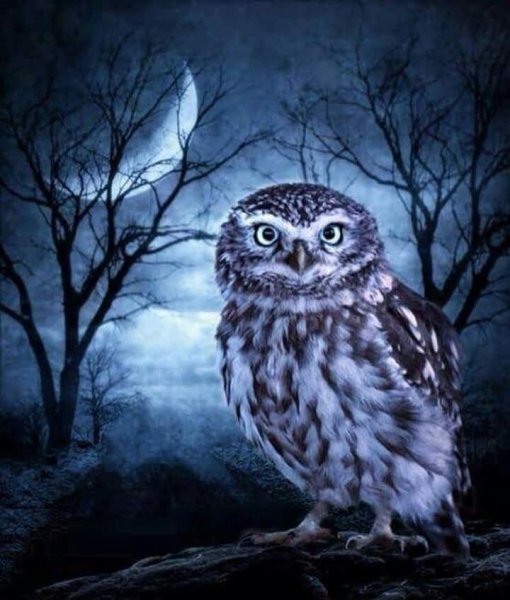 Сова ночью