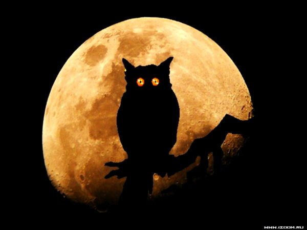 Сова на фоне Луны
