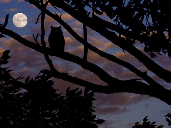 Сова на ветке ночью