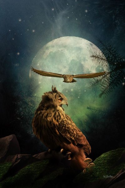Совы в стиле фэнтези