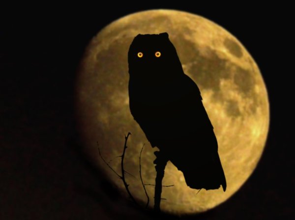 Сова в темноте