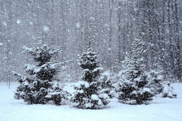 Зимний лес снегопад