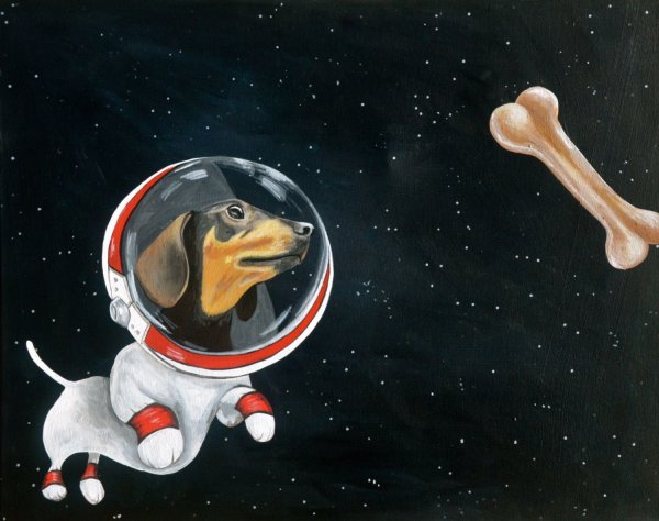 Собаки космонавты