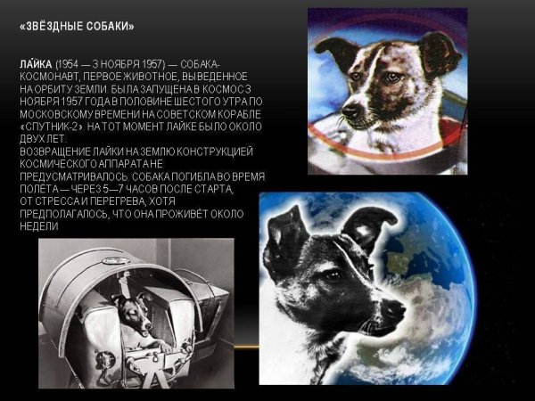 Первая собака космонавт лайка