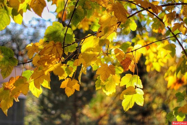 Солнечный осенний денек