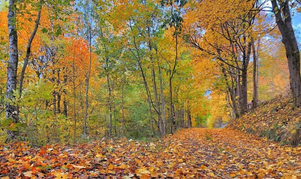 Золотой осенний денек