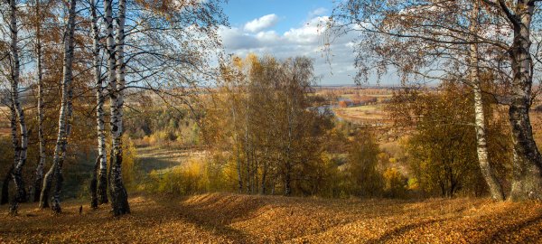 Вязники венец Быковка