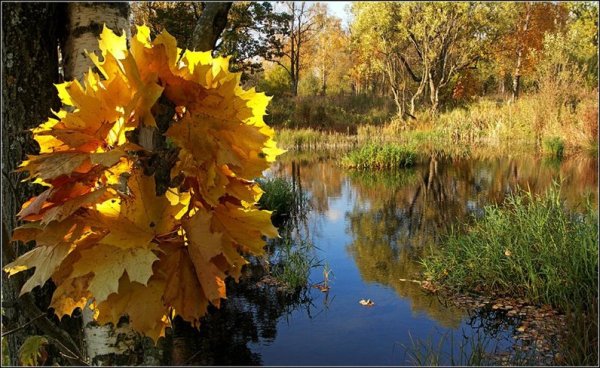 Бабье лето природа