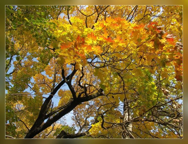 Теплых осенних деньков